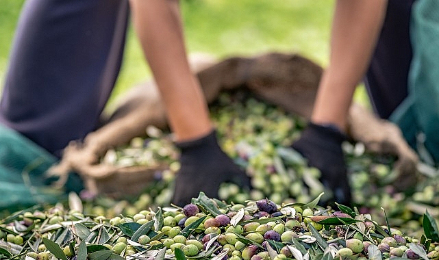 30 bin kilometre uçtular Türkiye’nin Avustralya’ya zeytin ve zeytinyağı ihracatını yüzde 143 artırdılar