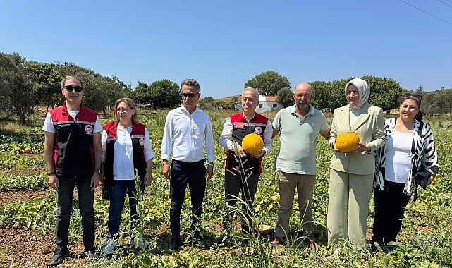 Meşhur Çeşme Kavununda Hasat Zamanı