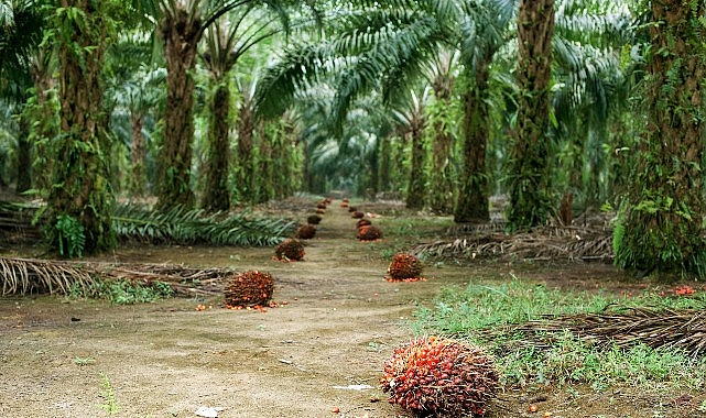 Sürdürülebilir Palm Yağı “Az Alanda Çok Üretim” Yaklaşımıyla Çevreci Bir Çözüm Sunuyor