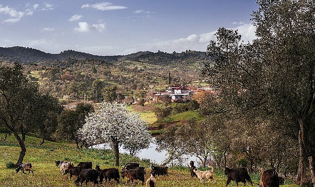 Seferihisar Orhanlı Köyü’nde Zeytin Hasadı Festivaline davetlisiniz.