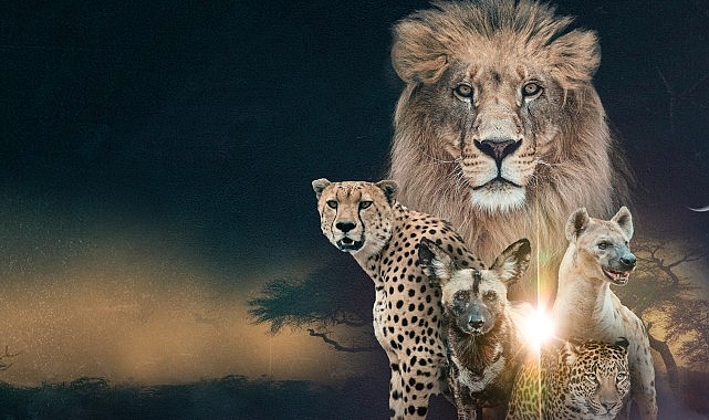 ‘Vahşi Krallık: Klanların Savaşı’,   22 Şubat Pazar Saat 20.00’de İki Bölüm Art Arda  National Geographic WILD Ekranlarında!