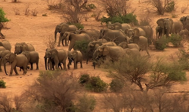 ‘Fil Dünyası’, 12 Ağustos Çarşamba Saat 20.00’de National Geographic WILD Ekranlarında!