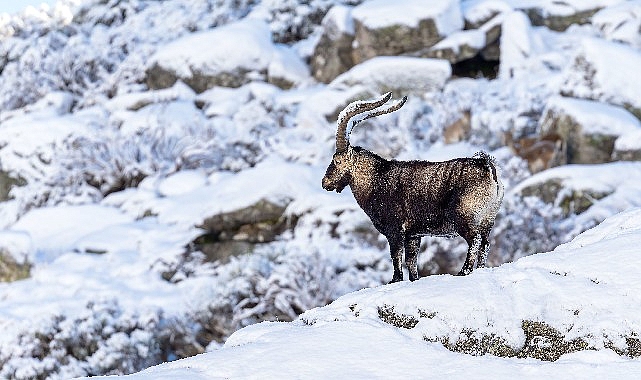 ‘Gredos: Dağların Kralı’, 26 Eylül Cumartesi Saat 19.00’da National Geographic WILD Ekranlarında!