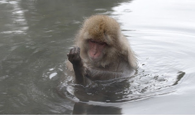 ‘Japonya’nın Vahşi Dünyası’,   8 Eylül Salı Saat 20.00’de İki Bölüm Art Arda National Geographic WILD Ekranlarında!