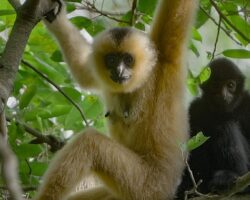 3 Bölümden Oluşan ‘Yağmur Ormanlarının Sesi’, 29 Ekim Perşembe Saat 20.00’de National Geographic WILD Ekranlarında İzleyicilerle Buluşuyor!