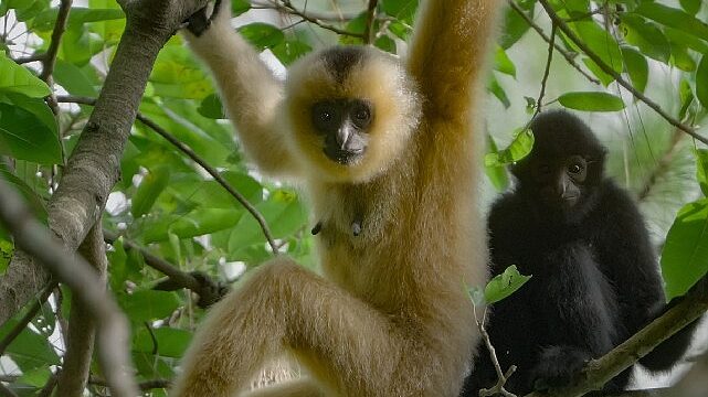 3 Bölümden Oluşan ‘Yağmur Ormanlarının Sesi’, 29 Ekim Perşembe Saat 20.00’de National Geographic WILD Ekranlarında İzleyicilerle Buluşuyor!