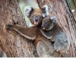 ‘Güneyin Minik Yavruları’,   31 Ekim Cumartesi Saat 20.00’de National Geographic WILD Ekranlarında İki bölüm Art Arda İzleyicilerle Buluşuyor!