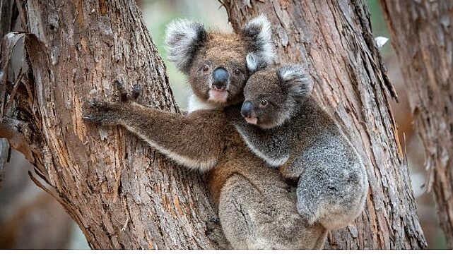 ‘Güneyin Minik Yavruları’,   31 Ekim Cumartesi Saat 20.00’de National Geographic WILD Ekranlarında İki bölüm Art Arda İzleyicilerle Buluşuyor!
