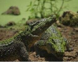 ‘Karayipler’in Vahşi Timsahları’,   25 Ekim Pazar Saat 20.00’de National Geographic WILD Ekranlarında!