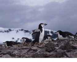 ‘Penguen Dünyası’, 7 Ekim Çarşamba Saat 20.00’de National Geographic WILD Ekranlarında!